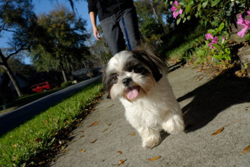 ‘Yappy Hour’ - The Pet Walk (Monday-Friday): Our most popular service